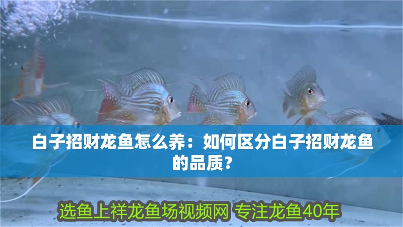 白子招財(cái)龍魚怎么養(yǎng)：如何區(qū)分白子招財(cái)龍魚的品質(zhì)？