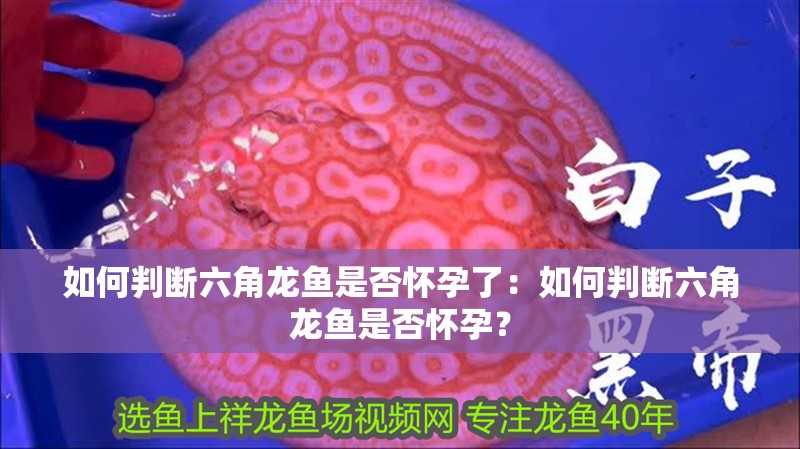 如何判斷六角龍魚是否懷孕了：如何判斷六角龍魚是否懷孕？