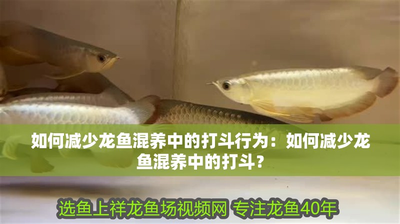 如何減少龍魚混養中的打斗行為：如何減少龍魚混養中的打斗？