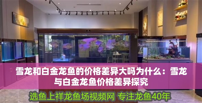 雪龍和白金龍魚的價格差異大嗎為什么：雪龍與白金龍魚價格差異探究
