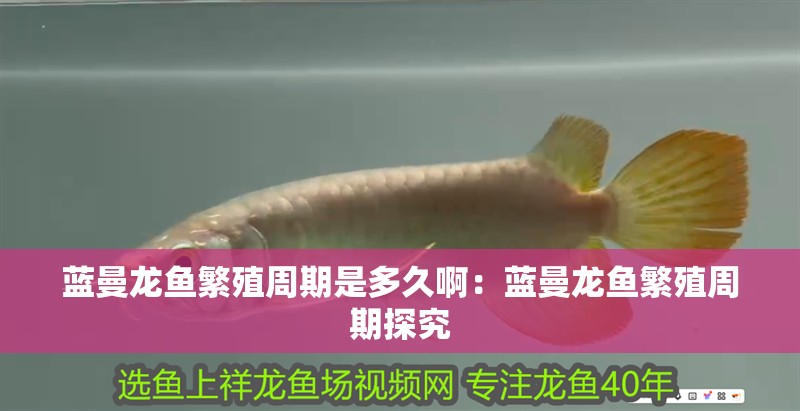 藍(lán)曼龍魚繁殖周期是多久啊：藍(lán)曼龍魚繁殖周期探究