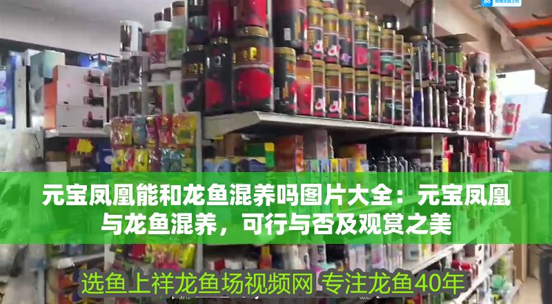 元寶鳳凰能和龍魚混養嗎圖片大全：元寶鳳凰與龍魚混養，可行與否及觀賞之美