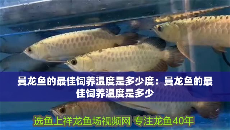曼龍魚的最佳飼養(yǎng)溫度是多少度：曼龍魚的最佳飼養(yǎng)溫度是多少