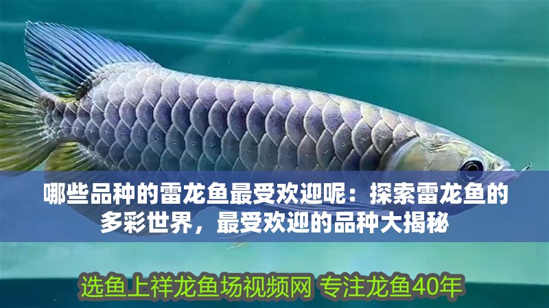 哪些品種的雷龍魚最受歡迎呢：探索雷龍魚的多彩世界，最受歡迎的品種大揭秘