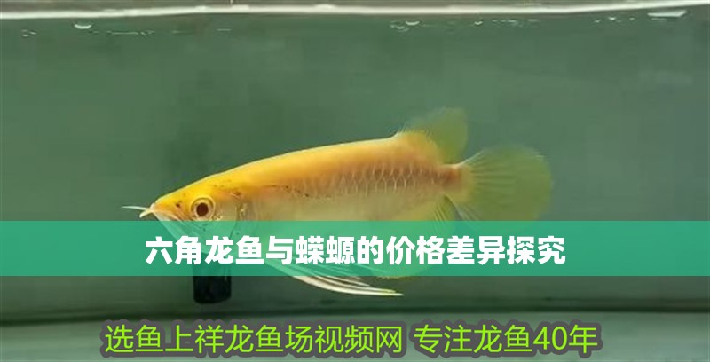 六角龍魚與蠑螈的價格差異探究