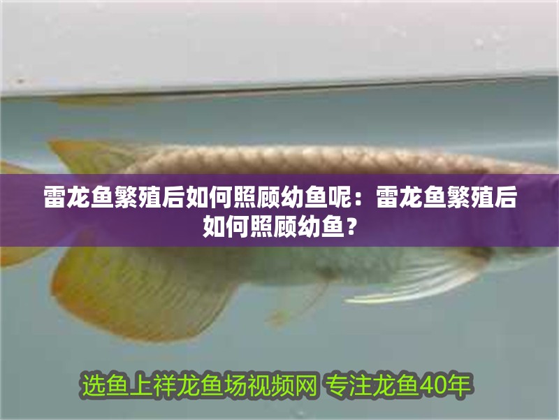 雷龍魚繁殖后如何照顧幼魚呢：雷龍魚繁殖后如何照顧幼魚？