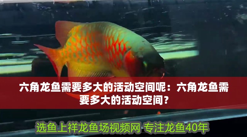 六角龍魚需要多大的活動空間呢：六角龍魚需要多大的活動空間？