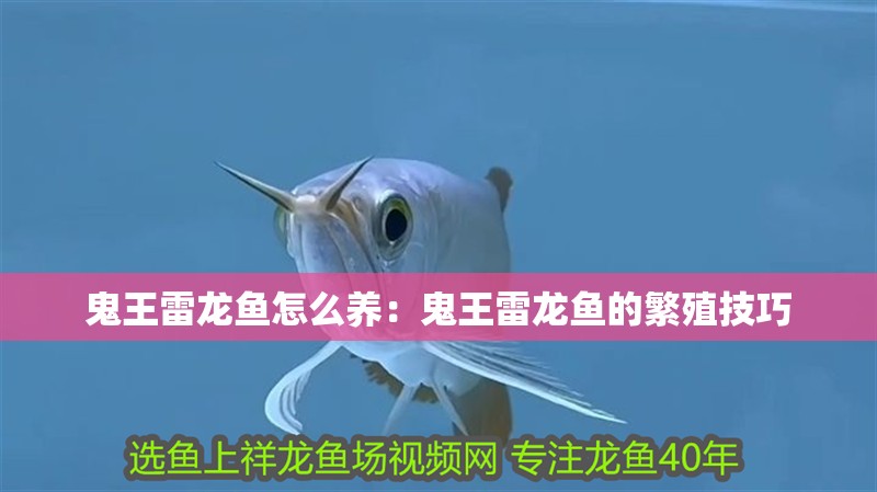 鬼王雷龍魚怎么養：鬼王雷龍魚的繁殖技巧