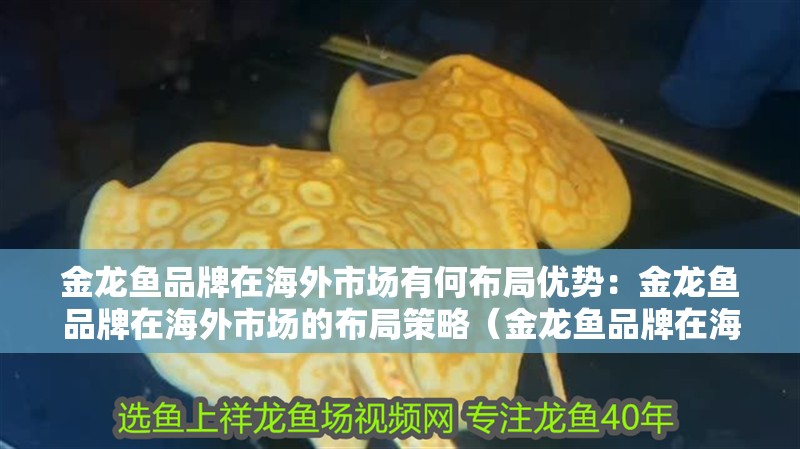 金龍魚品牌在海外市場有何布局優勢：金龍魚品牌在海外市場的布局策略（金龍魚品牌在海外市場的布局）