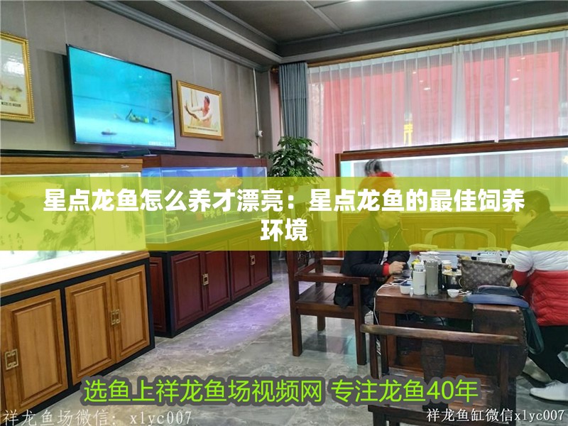 星點龍魚怎么養才漂亮：星點龍魚的最佳飼養環境