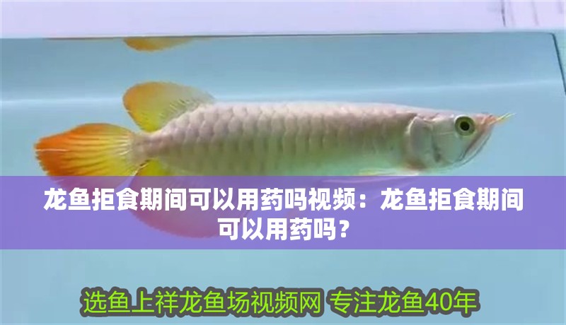 龍魚拒食期間可以用藥嗎視頻：龍魚拒食期間可以用藥嗎？
