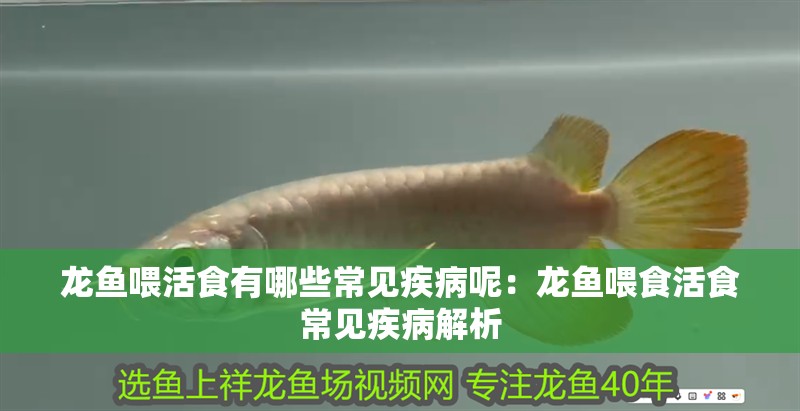 龍魚喂活食有哪些常見疾病呢：龍魚喂食活食常見疾病解析