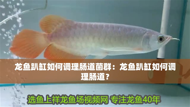 龍魚趴缸如何調理腸道菌群：龍魚趴缸如何調理腸道？