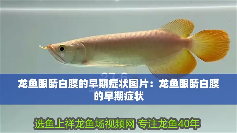 龍魚眼睛白膜的早期癥狀圖片：龍魚眼睛白膜的早期癥狀