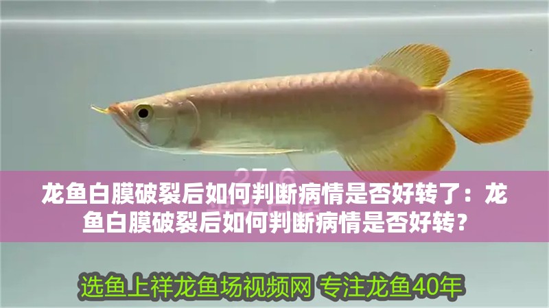 龍魚白膜破裂后如何判斷病情是否好轉了：龍魚白膜破裂后如何判斷病情是否好轉？