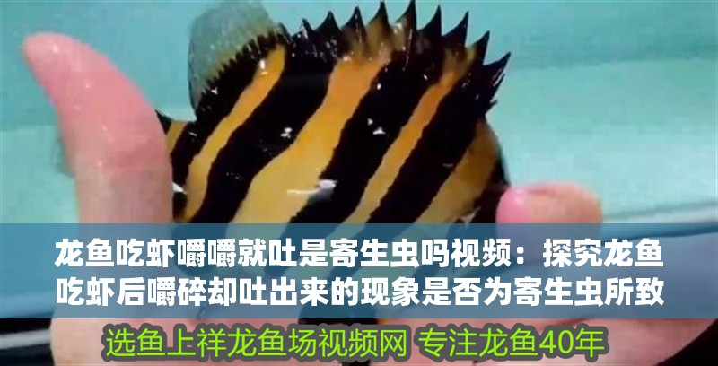 龍魚吃蝦嚼嚼就吐是寄生蟲嗎視頻：探究龍魚吃蝦后嚼碎卻吐出來的現(xiàn)象是否為寄生蟲所致