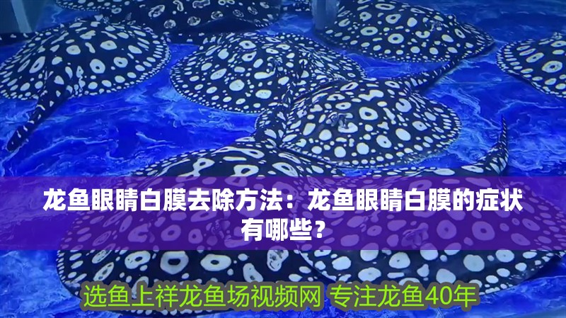 龍魚(yú)眼睛白膜去除方法：龍魚(yú)眼睛白膜的癥狀有哪些？