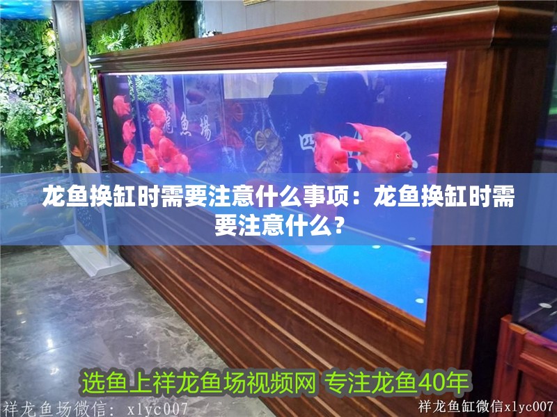 龍魚換缸時需要注意什么事項：龍魚換缸時需要注意什么？