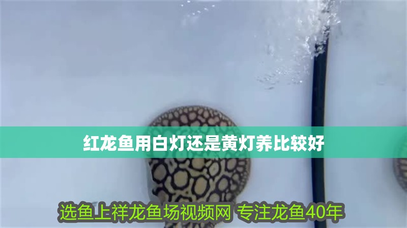 紅龍魚用白燈還是黃燈養比較好