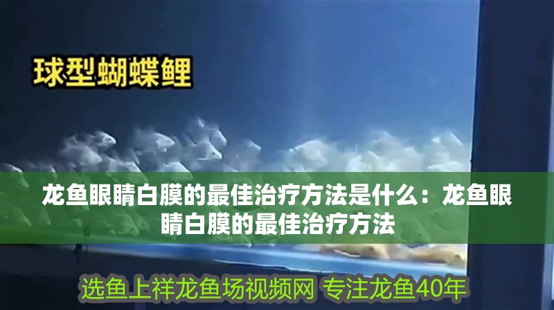 龍魚眼睛白膜的最佳治療方法是什么：龍魚眼睛白膜的最佳治療方法