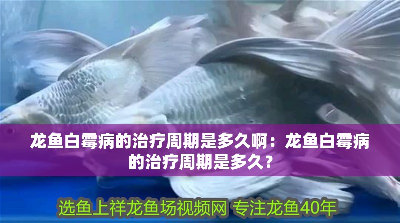 龍魚白霉病的治療周期是多久啊：龍魚白霉病的治療周期是多久？