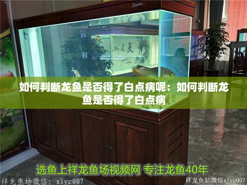 如何判斷龍魚(yú)是否得了白點(diǎn)病呢：如何判斷龍魚(yú)是否得了白點(diǎn)病