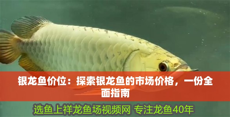 銀龍魚價位：探索銀龍魚的市場價格，一份全面指南