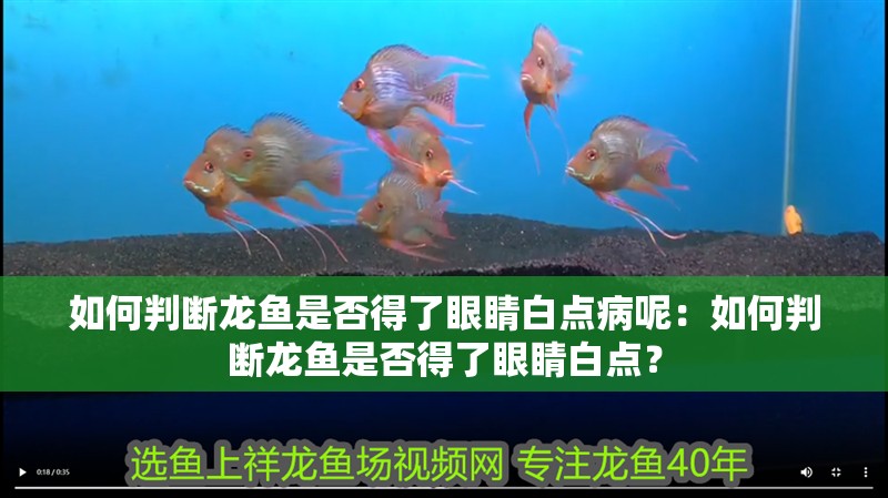 如何判斷龍魚(yú)是否得了眼睛白點(diǎn)病呢：如何判斷龍魚(yú)是否得了眼睛白點(diǎn)？