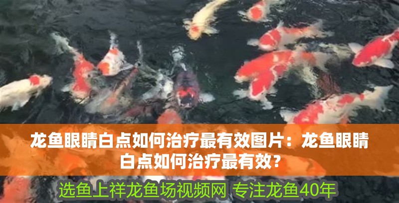 龍魚眼睛白點(diǎn)如何治療最有效圖片：龍魚眼睛白點(diǎn)如何治療最有效？