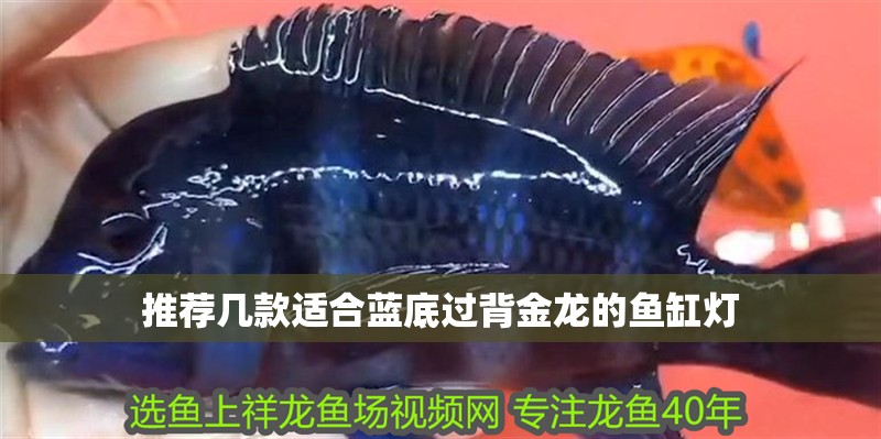 推薦幾款適合藍(lán)底過背金龍的魚缸燈