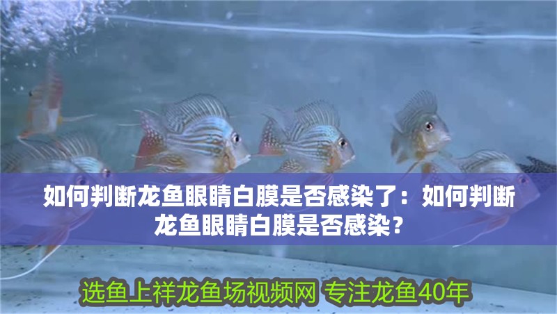 如何判斷龍魚眼睛白膜是否感染了：如何判斷龍魚眼睛白膜是否感染？