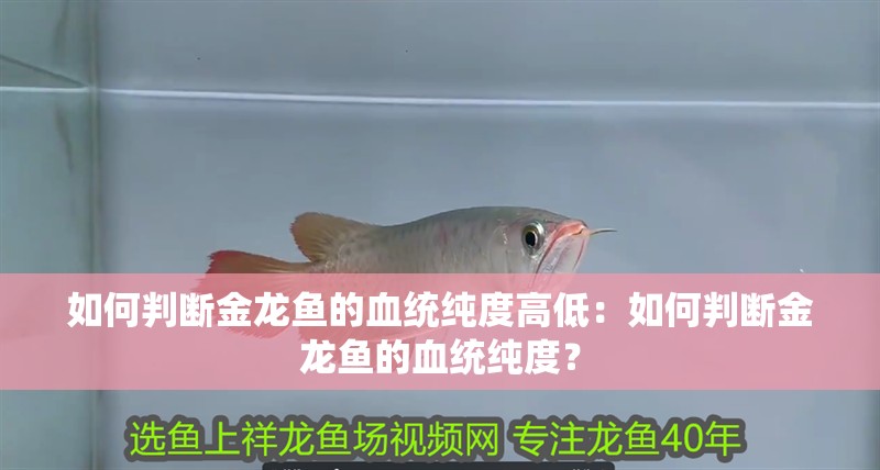 如何判斷金龍魚的血統純度高低：如何判斷金龍魚的血統純度？