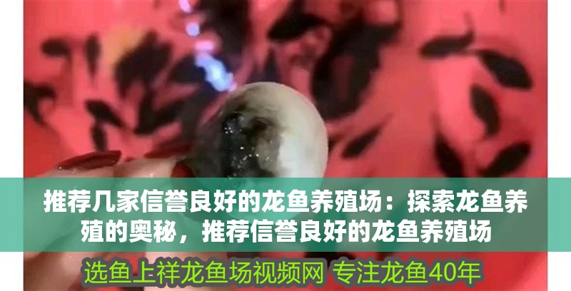 推薦幾家信譽良好的龍魚養殖場：探索龍魚養殖的奧秘，推薦信譽良好的龍魚養殖場