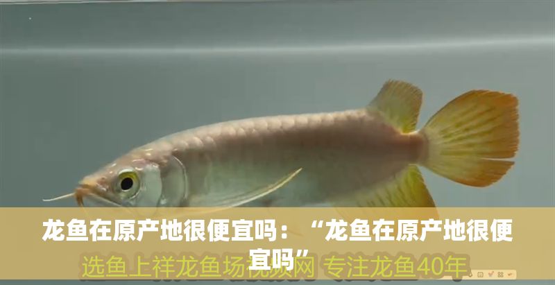龍魚(yú)在原產(chǎn)地很便宜嗎：“龍魚(yú)在原產(chǎn)地很便宜嗎”