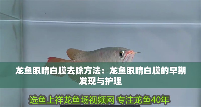 龍魚眼睛白膜去除方法：龍魚眼睛白膜的早期發(fā)現(xiàn)與護(hù)理