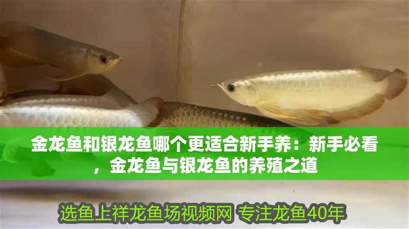 金龍魚和銀龍魚哪個更適合新手養：新手必看，金龍魚與銀龍魚的養殖之道