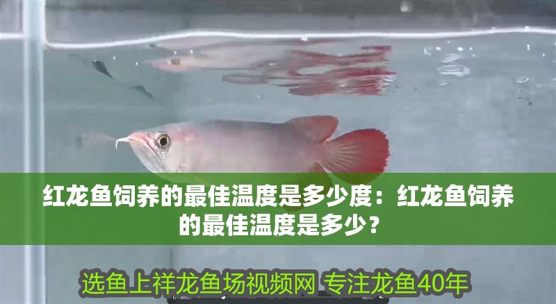 紅龍魚飼養的最佳溫度是多少度：紅龍魚飼養的最佳溫度是多少？