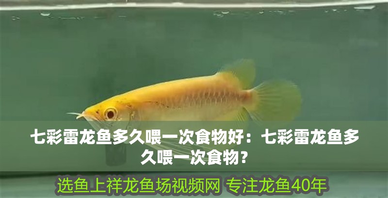 七彩雷龍魚多久喂一次食物好：七彩雷龍魚多久喂一次食物？