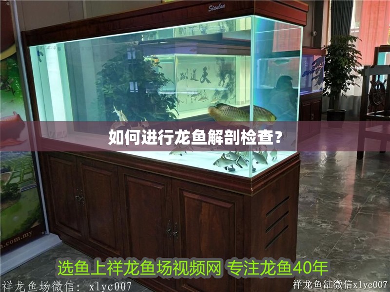 如何進行龍魚解剖檢查？