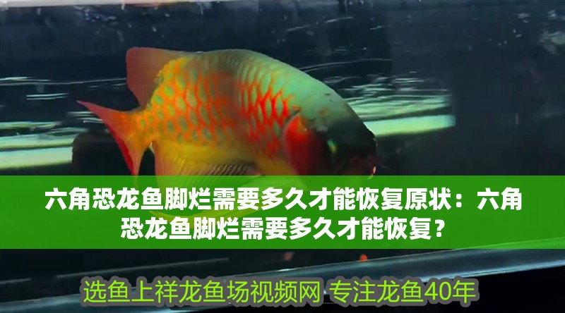 六角恐龍魚腳爛需要多久才能恢復原狀：六角恐龍魚腳爛需要多久才能恢復？