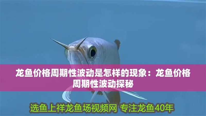 龍魚價格周期性波動是怎樣的現(xiàn)象：龍魚價格周期性波動探秘