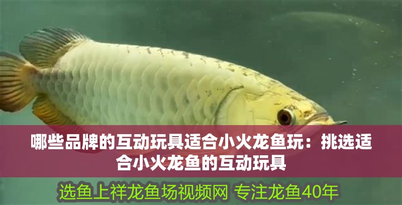 哪些品牌的互動玩具適合小火龍魚玩：挑選適合小火龍魚的互動玩具