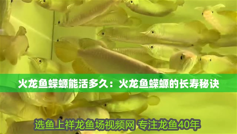 火龍魚蠑螈能活多久：火龍魚蠑螈的長壽秘訣