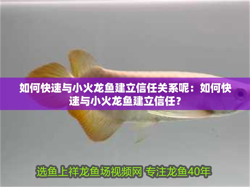 如何快速與小火龍魚建立信任關系呢：如何快速與小火龍魚建立信任？