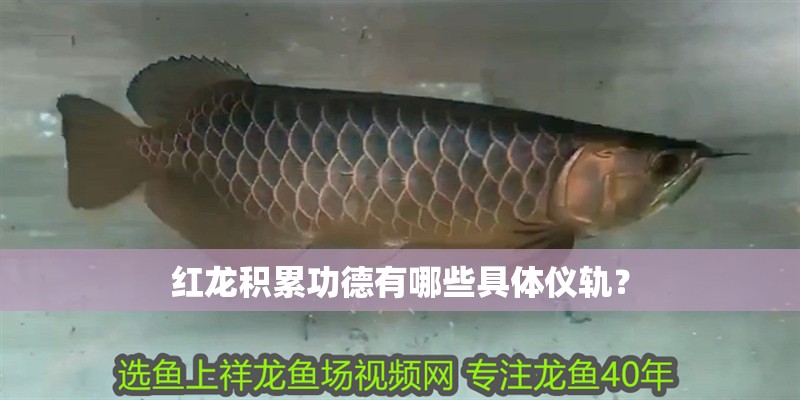 紅龍積累功德有哪些具體儀軌？