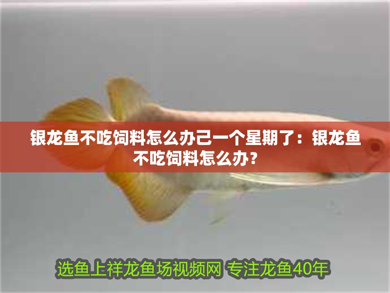 銀龍魚不吃飼料怎么辦己一個星期了：銀龍魚不吃飼料怎么辦？