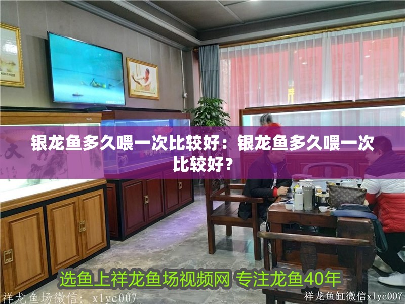 銀龍魚多久喂一次比較好：銀龍魚多久喂一次比較好？