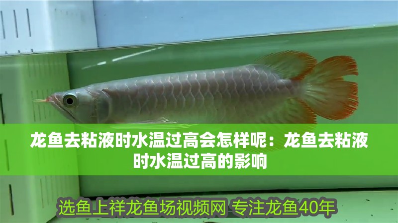 龍魚去粘液時水溫過高會怎樣呢：龍魚去粘液時水溫過高的影響