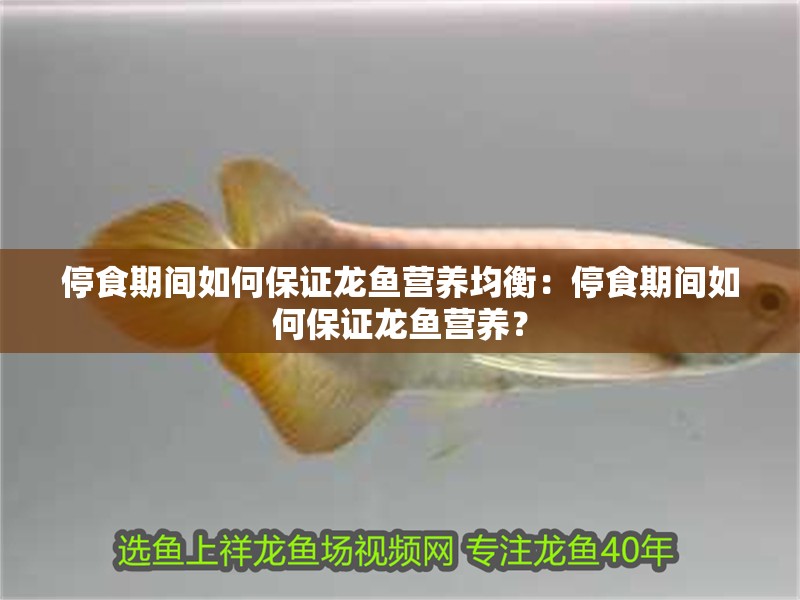 停食期間如何保證龍魚營養(yǎng)均衡：停食期間如何保證龍魚營養(yǎng)？