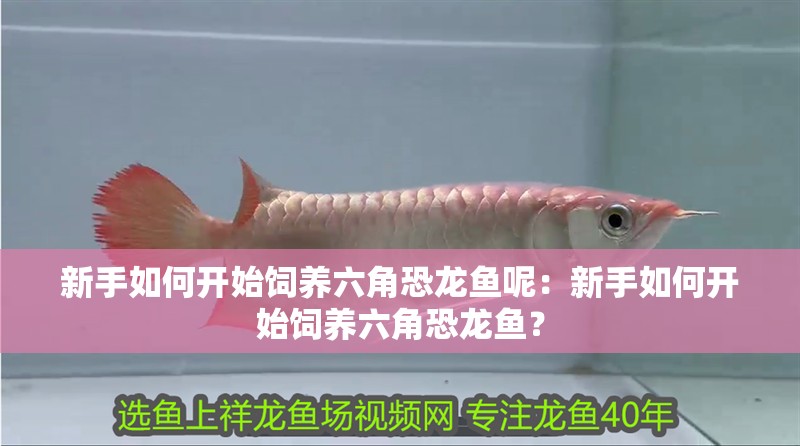 新手如何開始飼養六角恐龍魚呢：新手如何開始飼養六角恐龍魚？